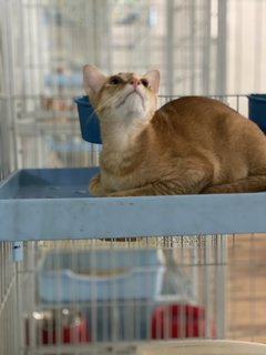 Mickko - Domestic Medium Hair Cat