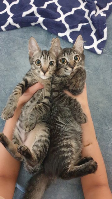 Pista &amp; Hazel - Domestic Short Hair + Domestic Long Hair Cat