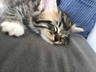 Smol &amp; Smol Smol - Domestic Short Hair + Maine Coon Cat