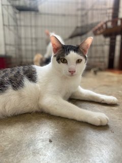 Jijot - Domestic Short Hair Cat