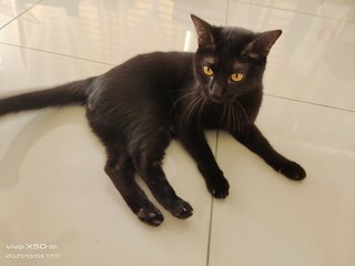 Leone（yongyong勇勇） - Domestic Short Hair Cat