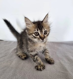 Saffron And Cinnamon  - Domestic Medium Hair + Tabby Cat