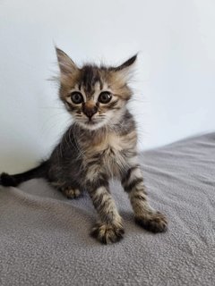 Saffron And Cinnamon  - Domestic Medium Hair + Tabby Cat