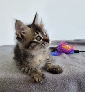 Saffron And Cinnamon  - Domestic Medium Hair + Tabby Cat