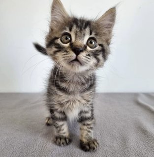 Saffron And Cinnamon  - Domestic Medium Hair + Tabby Cat