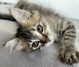 Saffron And Cinnamon  - Domestic Medium Hair + Tabby Cat