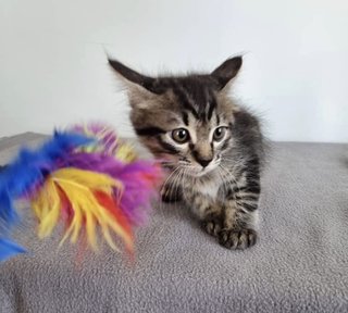 Saffron And Cinnamon  - Domestic Medium Hair + Tabby Cat