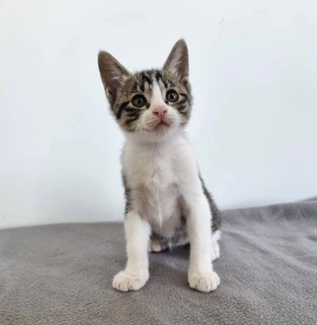 Nutmeg And Peppercorn  - Domestic Short Hair Cat