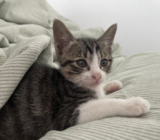 Nutmeg And Peppercorn  - Domestic Short Hair Cat