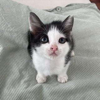 Nutmeg And Peppercorn  - Domestic Short Hair Cat