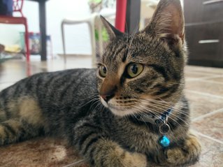 Ojie - Domestic Short Hair Cat