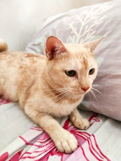 Apricot - Domestic Short Hair Cat