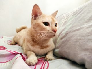 Apricot - Domestic Short Hair Cat