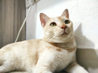 Apricot - Domestic Short Hair Cat