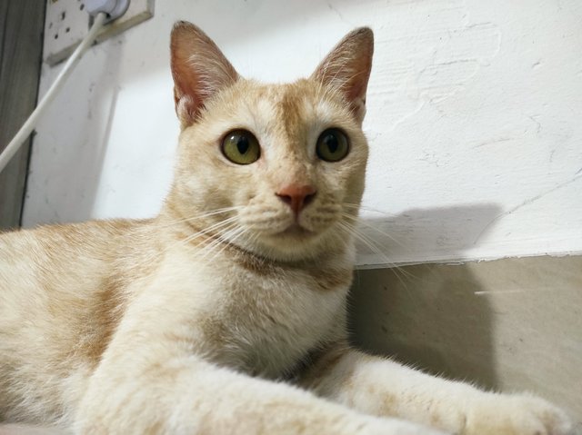 Apricot - Domestic Short Hair Cat