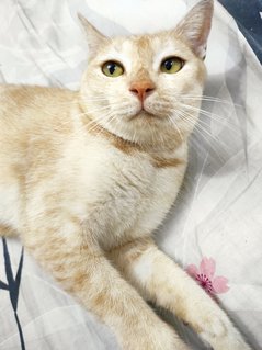 Apricot - Domestic Short Hair Cat