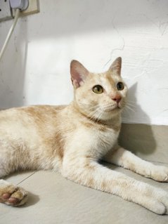 Apricot - Domestic Short Hair Cat