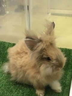 Coco - Angora Rabbit Rabbit