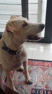 Booboo (Neutered) - Mixed Breed Dog