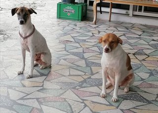 Prima Girl 🦮 &amp; Boy 🐕‍🦺 - Mixed Breed Dog