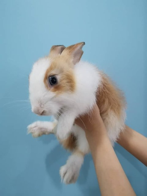 Adopted - Bunny Rabbit Rabbit