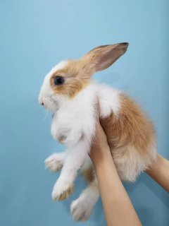 Adopted - Bunny Rabbit Rabbit