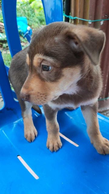 Coco &amp; Blacky - Mixed Breed Dog