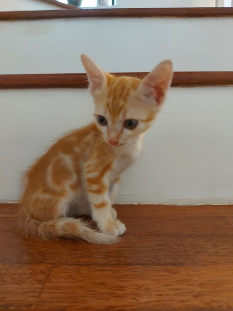 Uni,jagung,uno (All Adopted) - Domestic Short Hair Cat