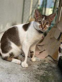 Sukar And Bunduq - Domestic Short Hair Cat