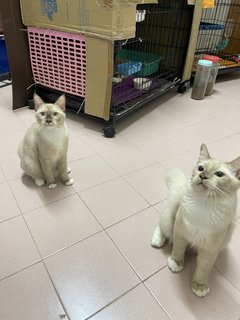 Leia And Luke - Domestic Short Hair + Domestic Medium Hair Cat