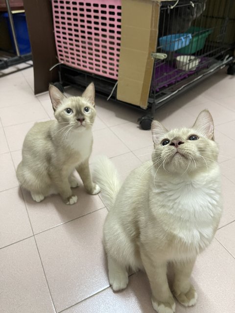 Leia And Luke - Domestic Short Hair + Domestic Medium Hair Cat