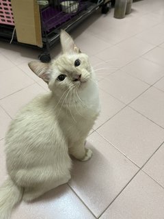 Leia And Luke - Domestic Short Hair + Domestic Medium Hair Cat