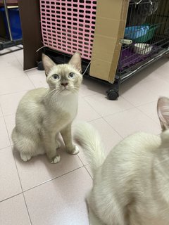 Leia And Luke - Domestic Short Hair + Domestic Medium Hair Cat