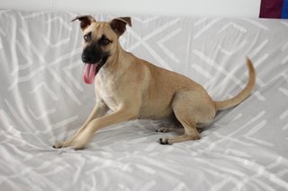 Luna - Urgent - Rescuer Migrating - Mixed Breed Dog