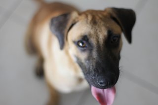 Kohi - Urgent - Rescuer Migrating - Mixed Breed Dog