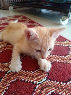 Jagung - Domestic Short Hair Cat