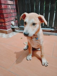 Sherlock - Mixed Breed Dog