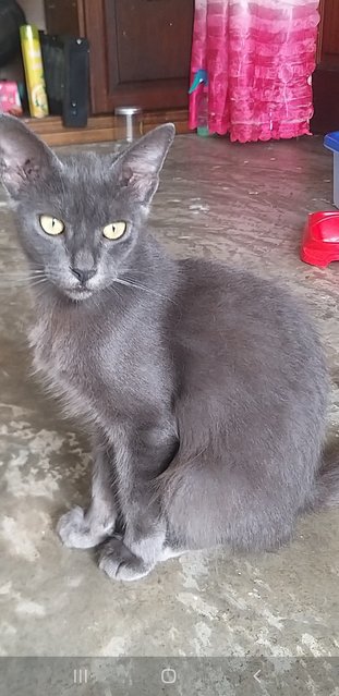 Mixed American  Curl - American Curl Cat