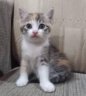 Calico Cat - Calico + Domestic Medium Hair Cat