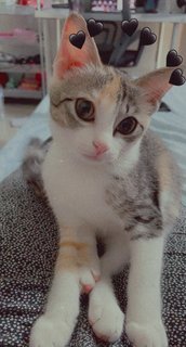 Calico Cat - Calico + Domestic Medium Hair Cat