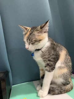 Calico Cat - Calico + Domestic Medium Hair Cat