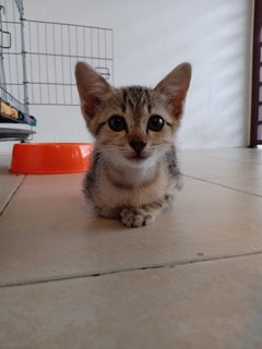 Kepin  - Domestic Short Hair Cat