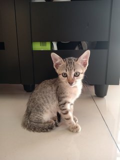 Kepin  - Domestic Short Hair Cat