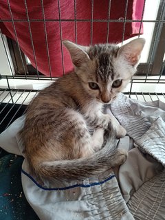 Silver  - Domestic Short Hair Cat