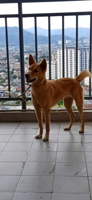 Brownie - Carolina Dog + Canaan Dog Dog