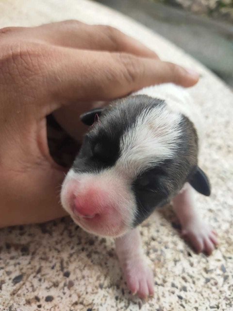 Baby Panda  - Mixed Breed Dog