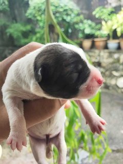 Baby Panda  - Mixed Breed Dog