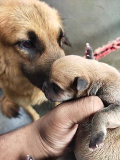 Coco - Mixed Breed Dog