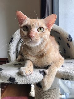 Madonna - Domestic Short Hair Cat