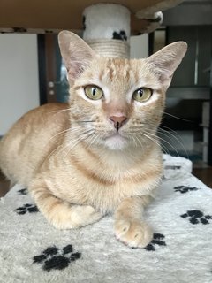 Madonna - Domestic Short Hair Cat